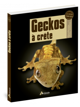 GECKOS A CRETE