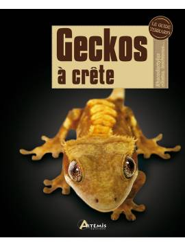 GECKOS A CRETE