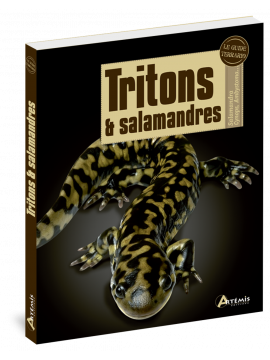 TRITONS ET SALAMANDRES