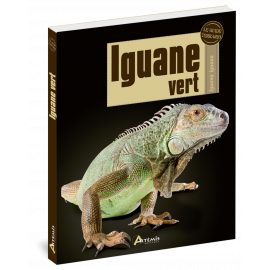 IGUANE VERT