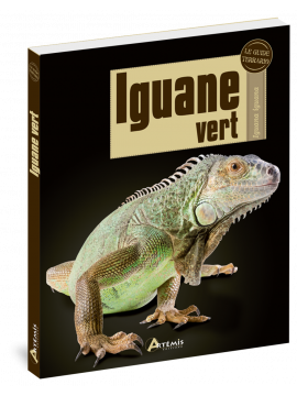 IGUANE VERT