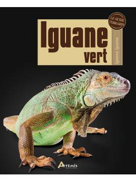 IGUANE VERT