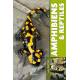 AMPHIBIENS & REPTILES