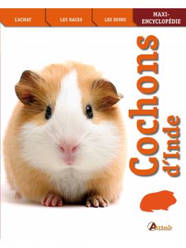 COCHONS D'INDE