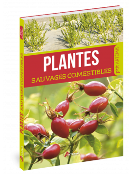 PLANTES SAUVAGES COMESTIBLES