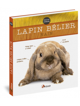 LAPIN BELIER NAIN