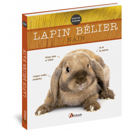 LAPIN BELIER NAIN