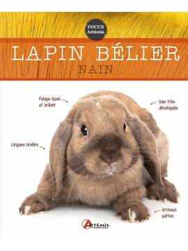 LAPIN BELIER NAIN