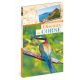 OISEAUX DE CORSE