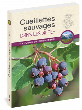 CUEILLETTES SAUVAGES DANS LES ALPES