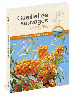 CUEILLETTES SAUVAGES EN CORSE