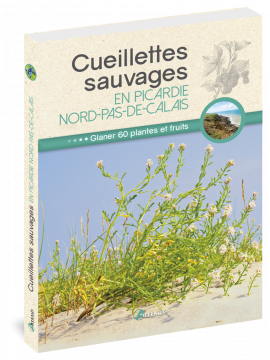 CUEILLETTES SAUVAGES PICARDIE NORD-PAS-DE-CALAIS