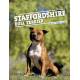 STAFFORDSHIRE BULL TERRIER