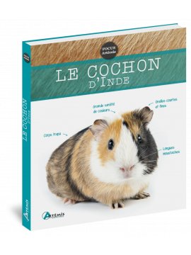 COCHON D'INDE