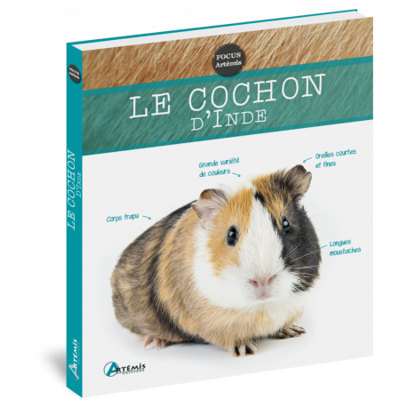 COCHON D'INDE