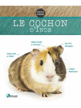 COCHON D'INDE