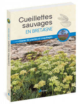 CUEILLETTES SAUVAGES EN BRETAGNE