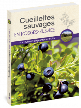 CUEILLETTES SAUVAGES EN VOSGES ALSACE