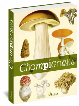 CHAMPIGNONS